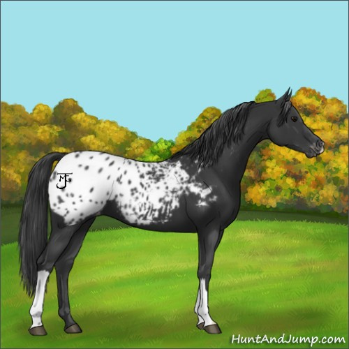 Horse Color:Black Appaloosa 