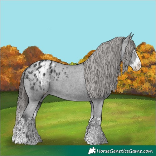 Horse Color:Black Appaloosa  and Black Splash Appaloosa 