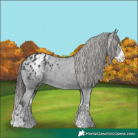 Horse Color:Black Appaloosa  and Black Splash Appaloosa 