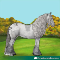 Horse Color:Black Varnish  and Grullo Varnish 