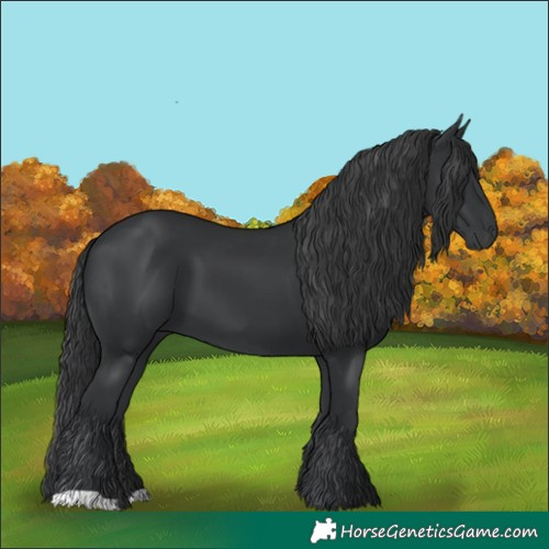 Horse Color:Black 