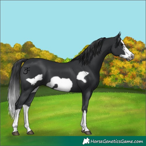 Horse Color:Black Splash Frame 