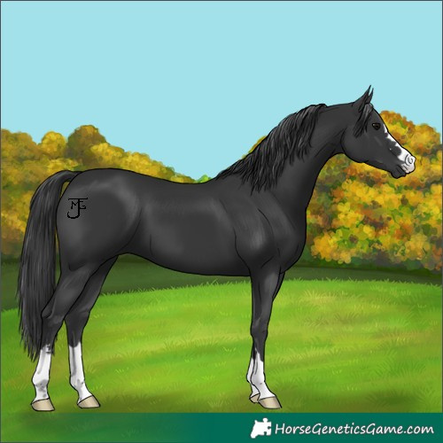 Horse Color:Black 