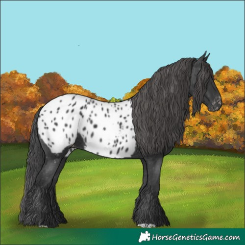 Horse Color:Black Appaloosa 