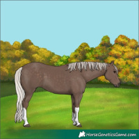 Horse Color:Silver Black Tobiano 