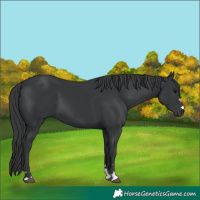 Horse Color:Black 