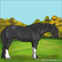 Horse Color:Black 