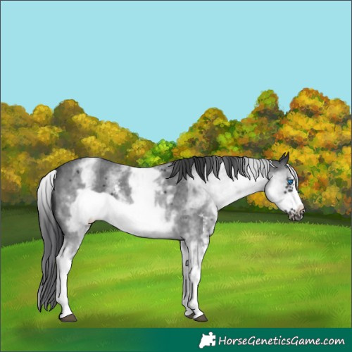 Horse Color:White Spotted Black Sabino Frame 