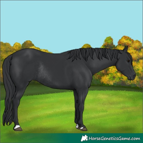 Horse Color:Black Rabicano 