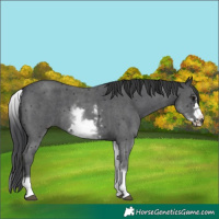Horse Color:White Spotted Black Sabino Frame 