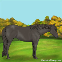 Horse Color:Smoky Black