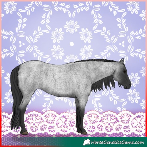 Horse Color:Blue Roan