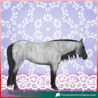 Horse Color:Blue Roan 