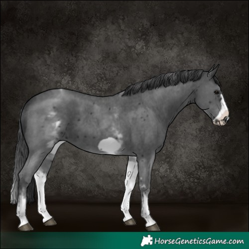 Horse Color:White Spotted Black Sabino Frame