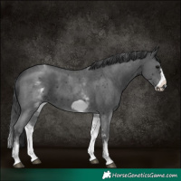 Horse Color:White Spotted Black Sabino Frame 