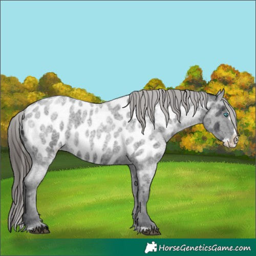 Horse Color:Blue Roan Splash Appaloosa Rabicano