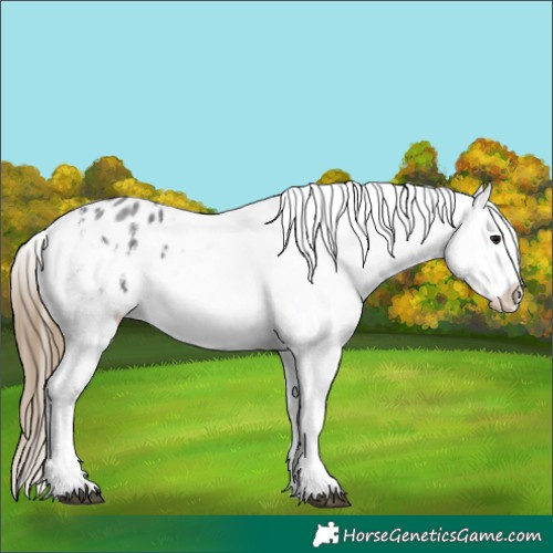 Horse Color:Smoky Blue Roan Splash Appaloosa 