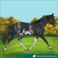 Horse Color:White Spotted Black Sabino Frame 