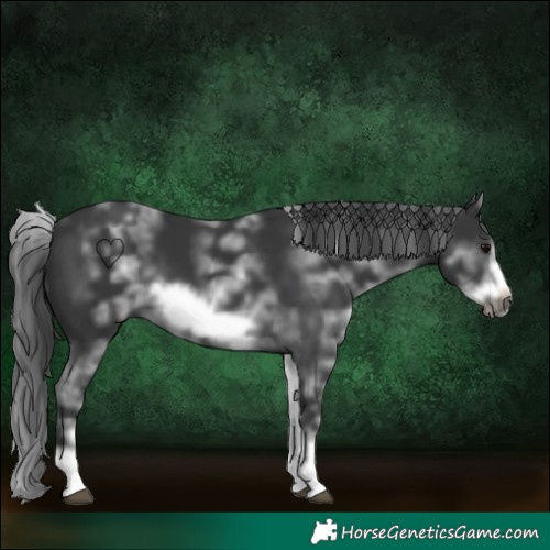 Horse Color:White Spotted Black Sabino Frame 
