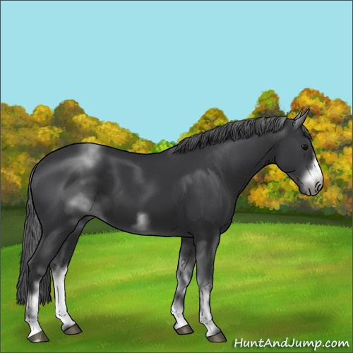 Horse Color:White Spotted Black Sabino Frame