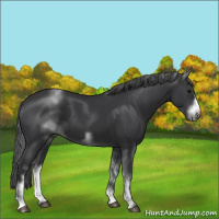 Horse Color:White Spotted Black Sabino Frame