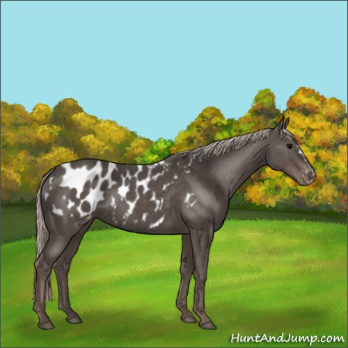 Horse Color:Silver Black Appaloosa 
