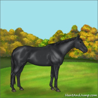 Horse Color:Black 