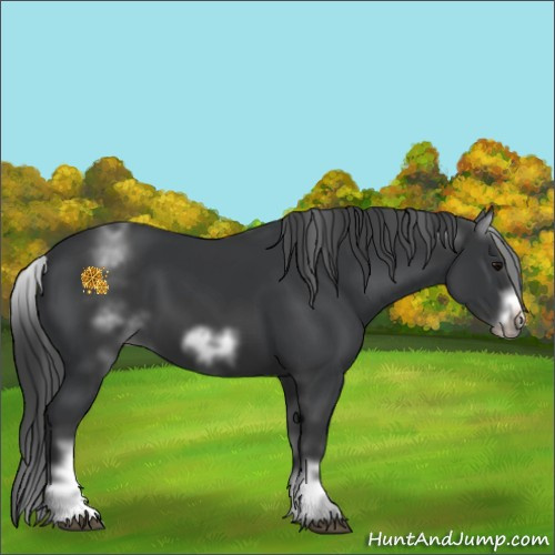Horse Color:White Spotted Black Sabino Frame 
