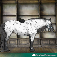 Horse Color:Black Appaloosa 
