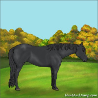 Horse Color:Black 