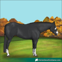 Horse Color:Black 
