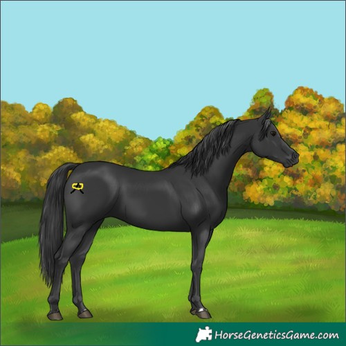 Horse Color:Black 