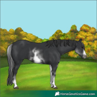 Horse Color:White Spotted Black Sabino Frame