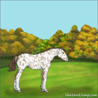 Horse Color:Classic Champagne Near Leopard  and Classic Cream Champagne Near Leopard 