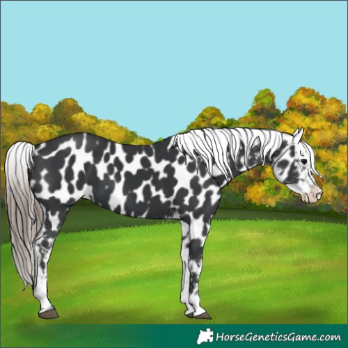 Horse Color:Black Near Leopard