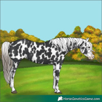 Horse Color:Black Near Leopard 