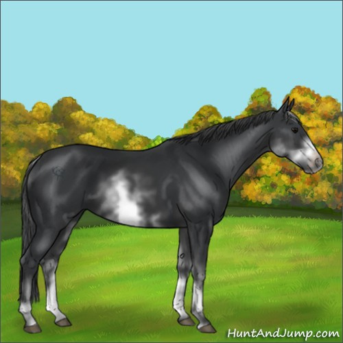 Horse Color:White Spotted Black Sabino Frame 