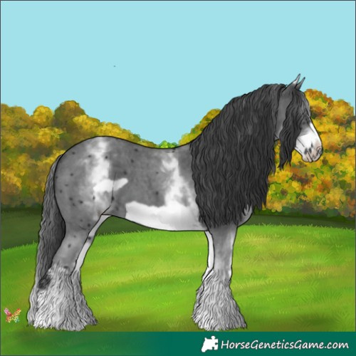 Horse Color:White Spotted Black Sabino Frame 