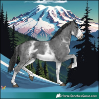 Horse Color:White Spotted Black Sabino Frame 