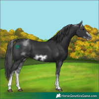 Horse Color:White Spotted Black Sabino Frame 