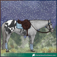 Horse Color:Black Appaloosa 