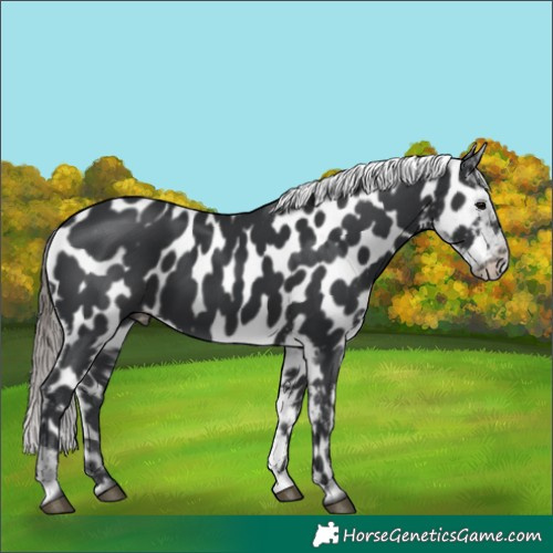 Horse Color:Black Appaloosa 