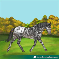 Horse Color:Black Tobiano Appaloosa 