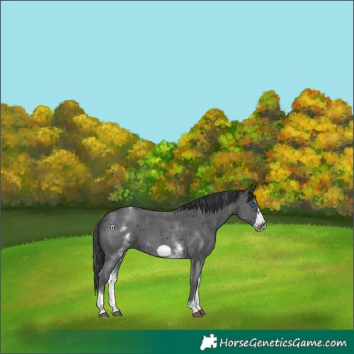 Horse Color:White Spotted Black Sabino Frame 
