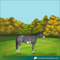 Horse Color:White Spotted Black Sabino Frame 