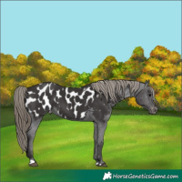 Horse Color:Smoky Black Appaloosa 