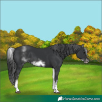 Horse Color:White Spotted Black Sabino Frame 