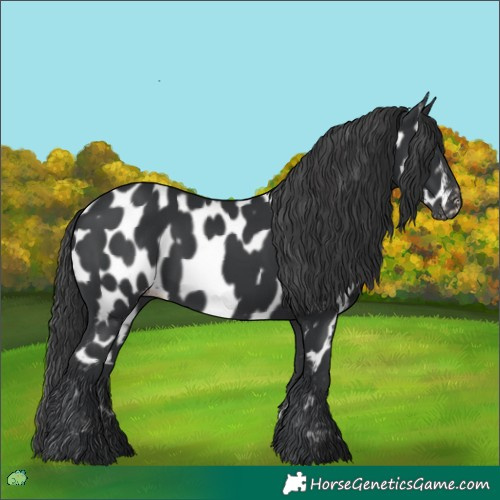 Horse Color:Black Near Leopard