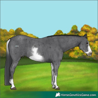 Horse Color:White Spotted Black Sabino Frame