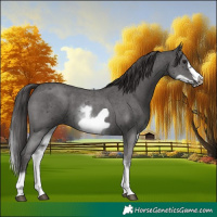 Horse Color:White Spotted Smoky Black Sabino Frame 